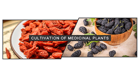 Cultivation Of Medicinal Plants